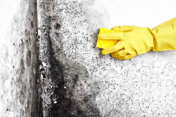 Best Mold Testing  in Windcrest, TX