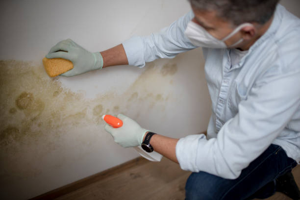 Best Black Mold Removal  in Windcrest, TX