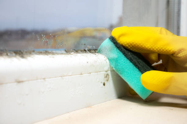 Best Home Mold Removal  in Windcrest, TX