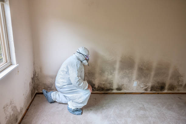 Best Certified Mold Removal  in Windcrest, TX