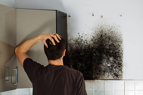 Best Crawl Space Mold Removal  in Windcrest, TX