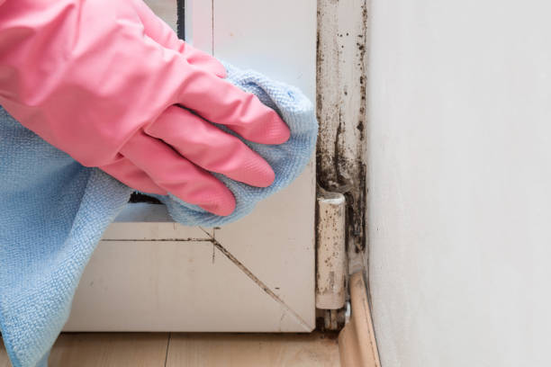 Best Commercial Mold Removal  in Windcrest, TX